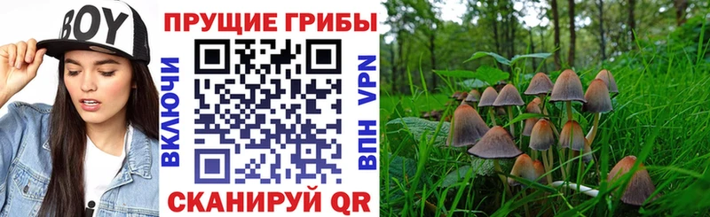 сколько стоит  Весьегонск  Псилоцибиновые грибы GOLDEN TEACHER 